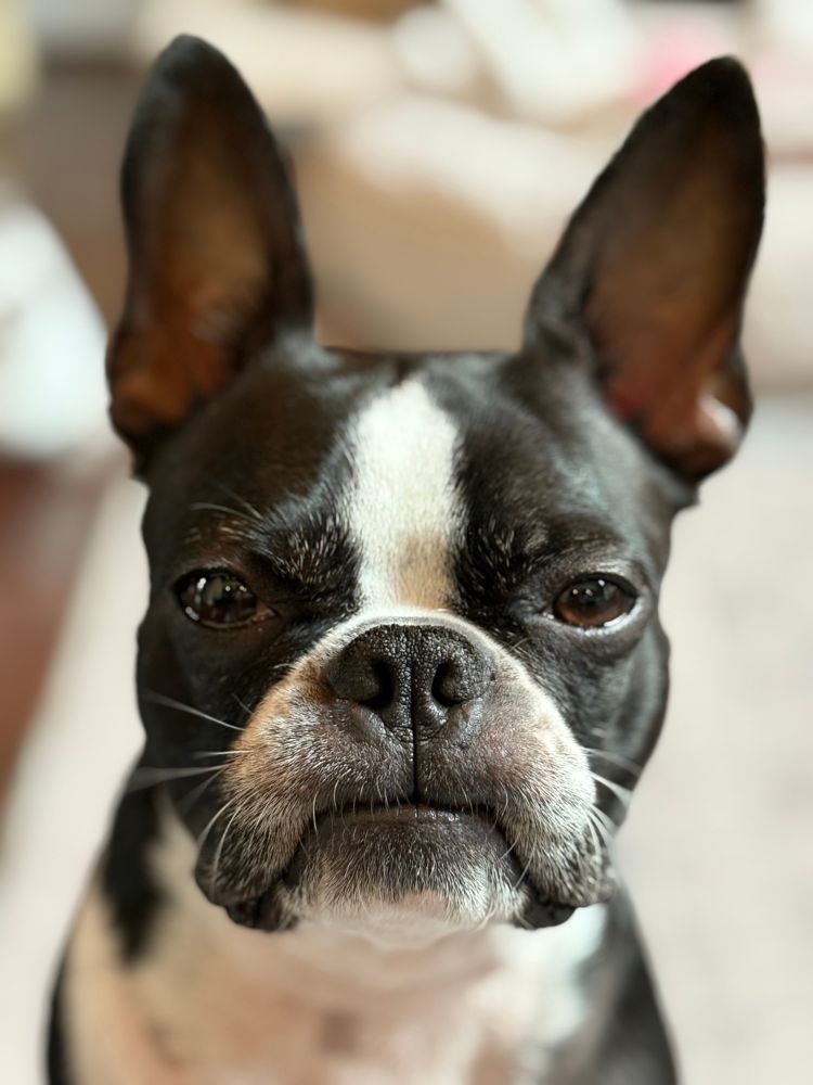 Grumpy Boston terrier