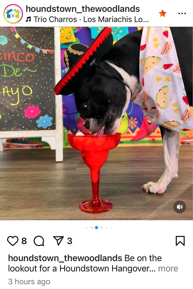 Boston terrier whipped cream