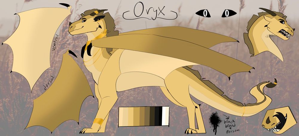 reference sheet of my Wings of Fire oc, Oryx! he is a pale golden SandWing who enjoys wearing all sorts of gold jewelry. his scleras are black and his irises are pure white. the over and undersides of his wings have gentle gradients. his blood, flesh, and the poison from his tail barb are black.
