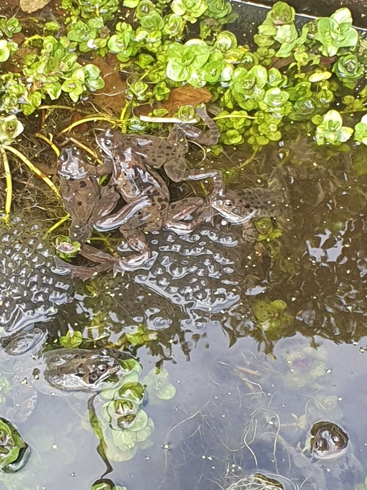 Bruine kikkers en kikkerdril in vijver