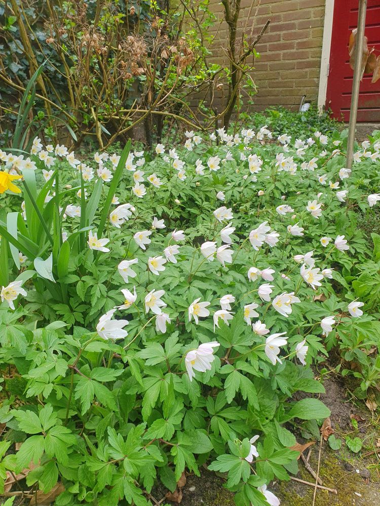 Bloeiende bosanemonen in tuin