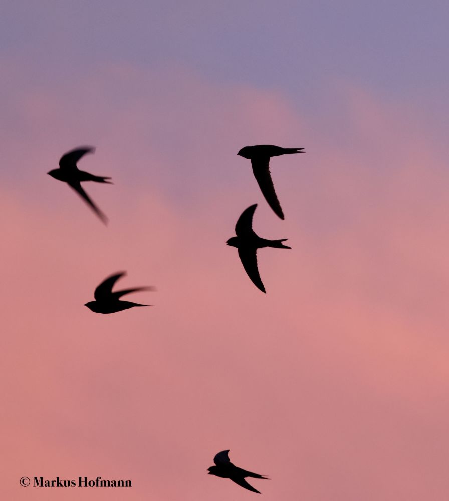 Fünf Mauersegler in raschem Flug vor dem rot-blauen Abendhimmel.