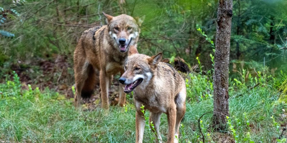 Bund bewilligt Abschuss von Nationalpark-Wolfsrudel im Engadin