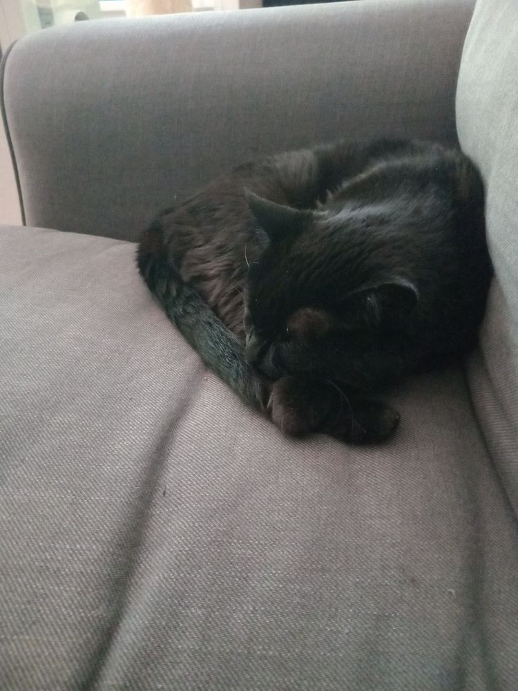 A black cat curled up on a couch.