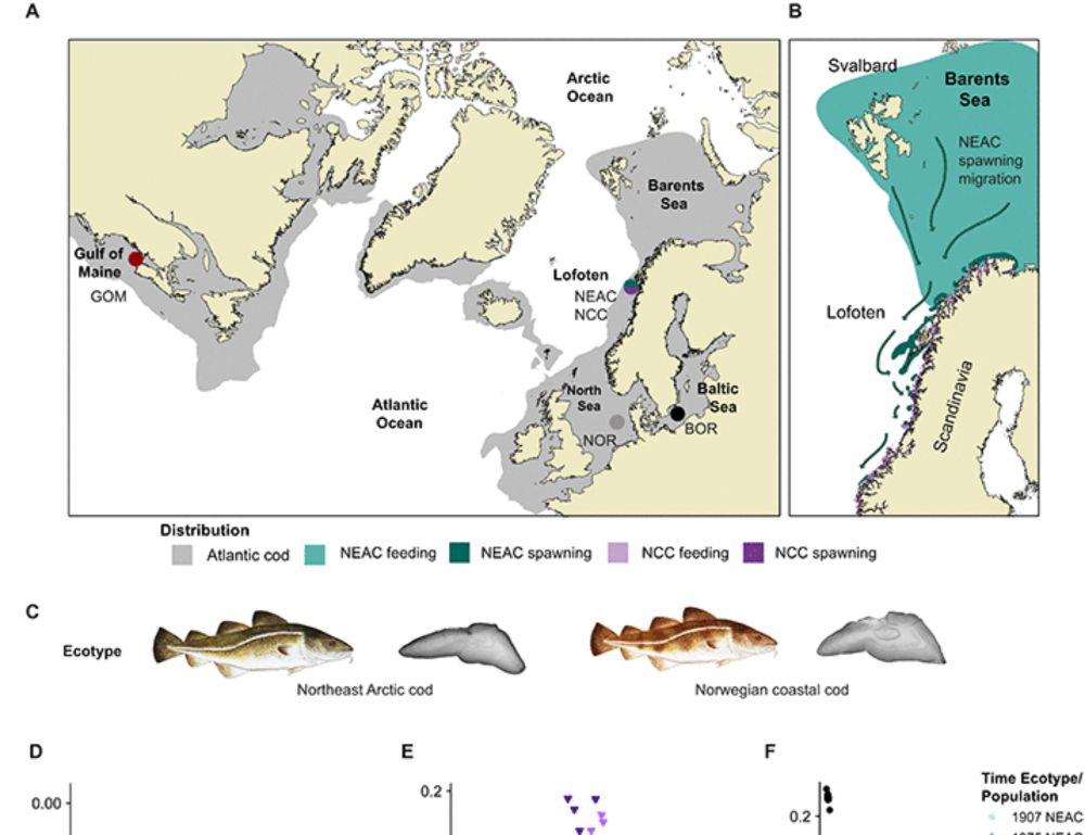 A century of anthropogenic perturbations impact genomic signatures of the iconic migratory Atlantic cod