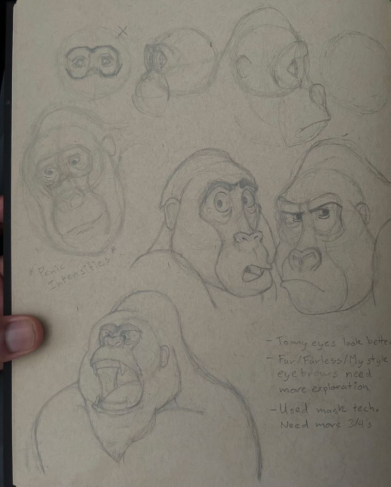 A sketchpage studying the shape and structure of gorilla faces from the front, side and 3/4ths view. 