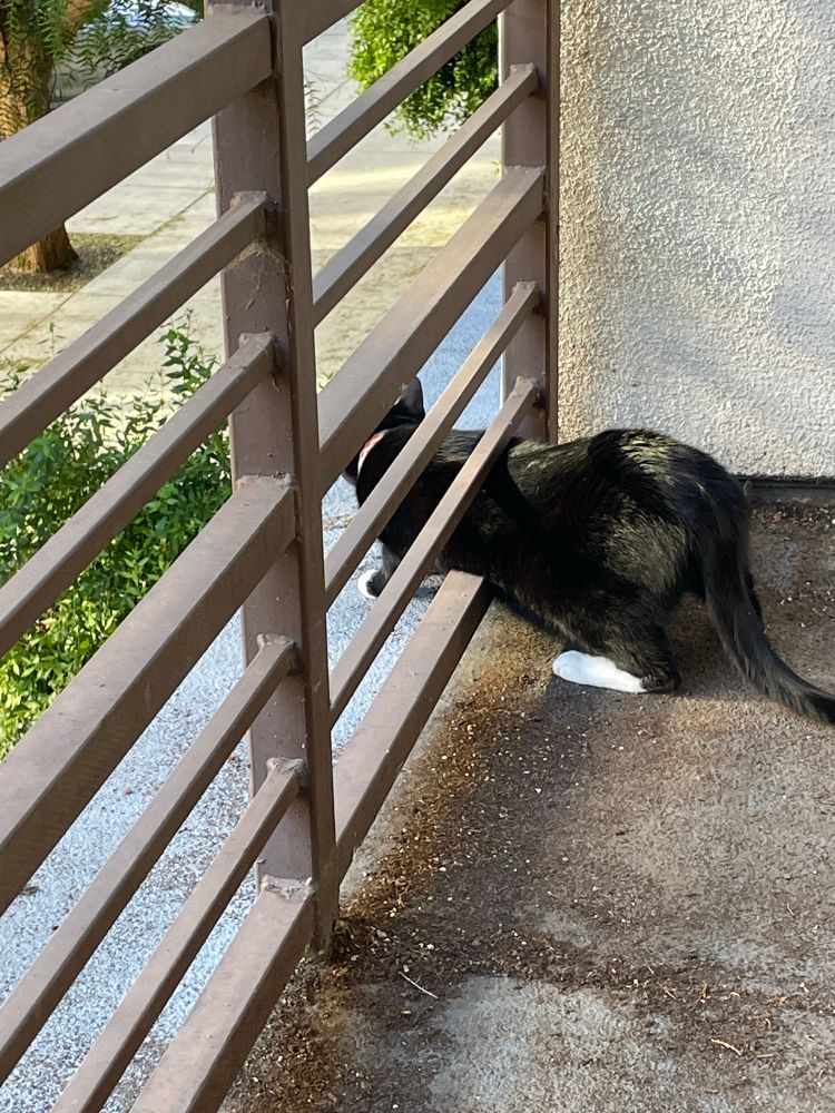 A tuxedo cat squeezing halfway through the railing fence of an apartment patio. He looks silly because his butt is on the side nearest the camera
