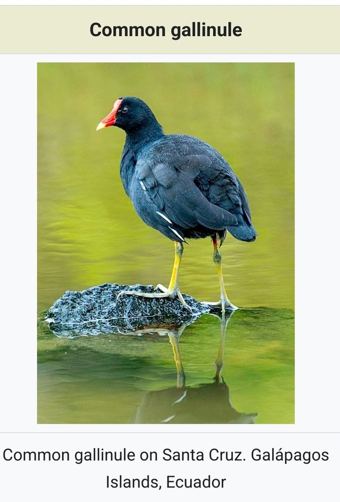 Comment image