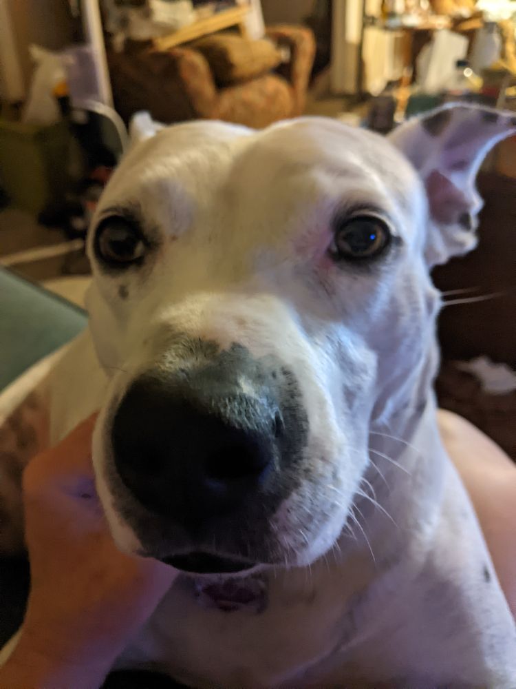 Close up of the snoot of a white Pitbull.