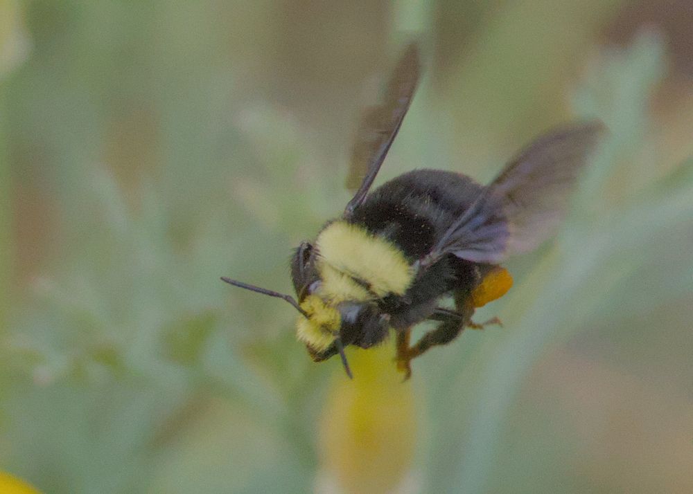 A close-up photo of a bumblebee, facing the camera
