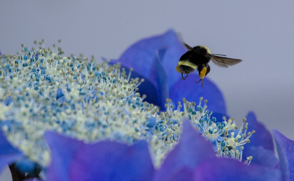 A bumblebee flying away from a blue and purple hydrangea.
