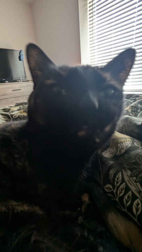 a picture of a tortoiseshell cat, with the camera too close and a wide lens. she is squinting strangely. 