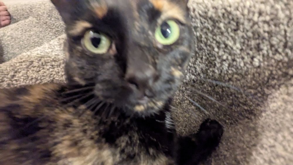 a picture of a tortoiseshell cat, with the camera too close and a wide lens. she is blurry and out of focus, with the camera making it look like she has huge eyes