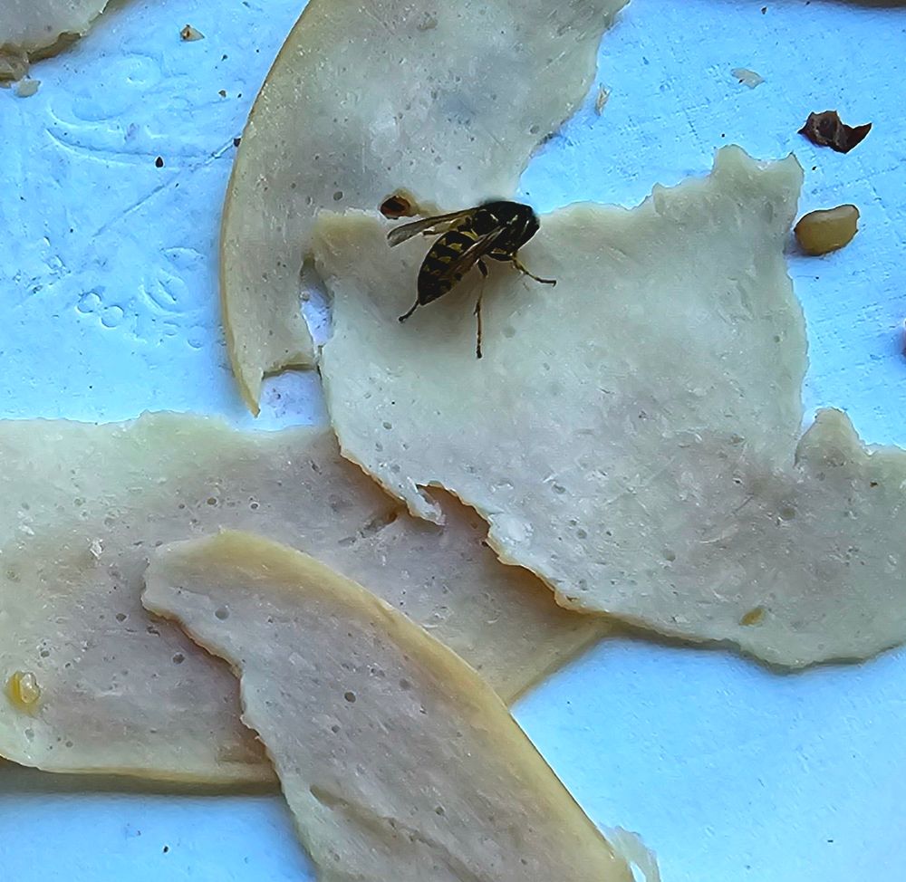 Wasp sitting happily on a piece of deli turkey, ignoring me