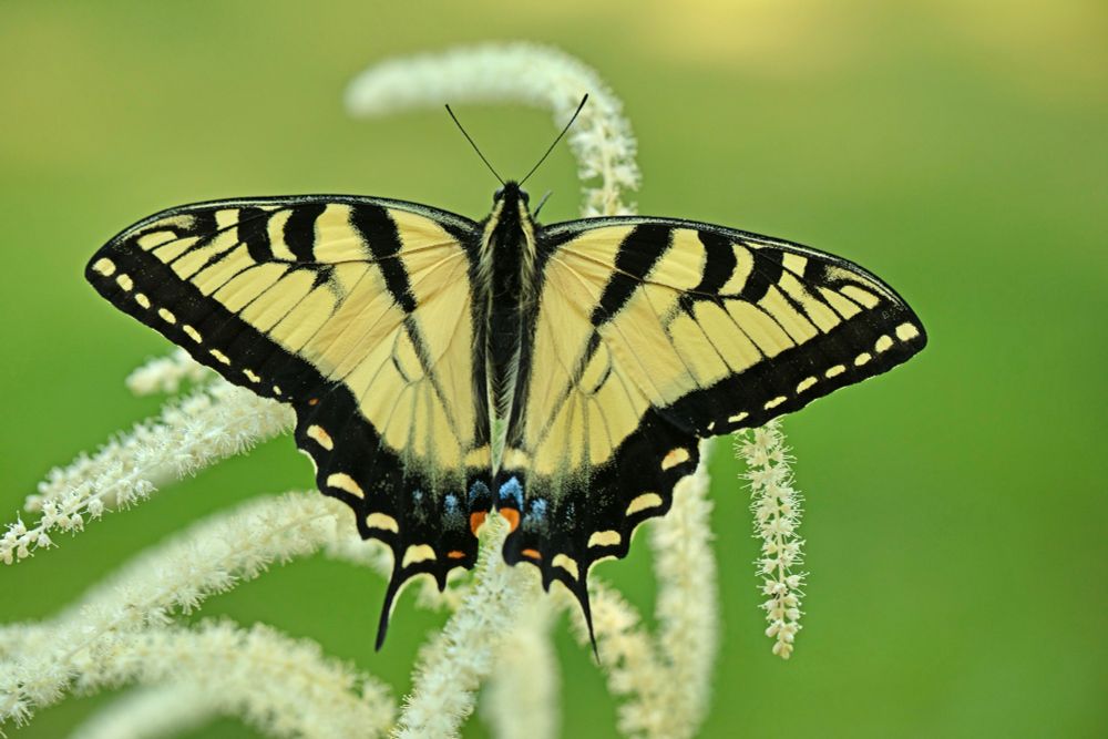 A large tiger swallowtail butterfly visits hanging clusters of white flowers against a green background.