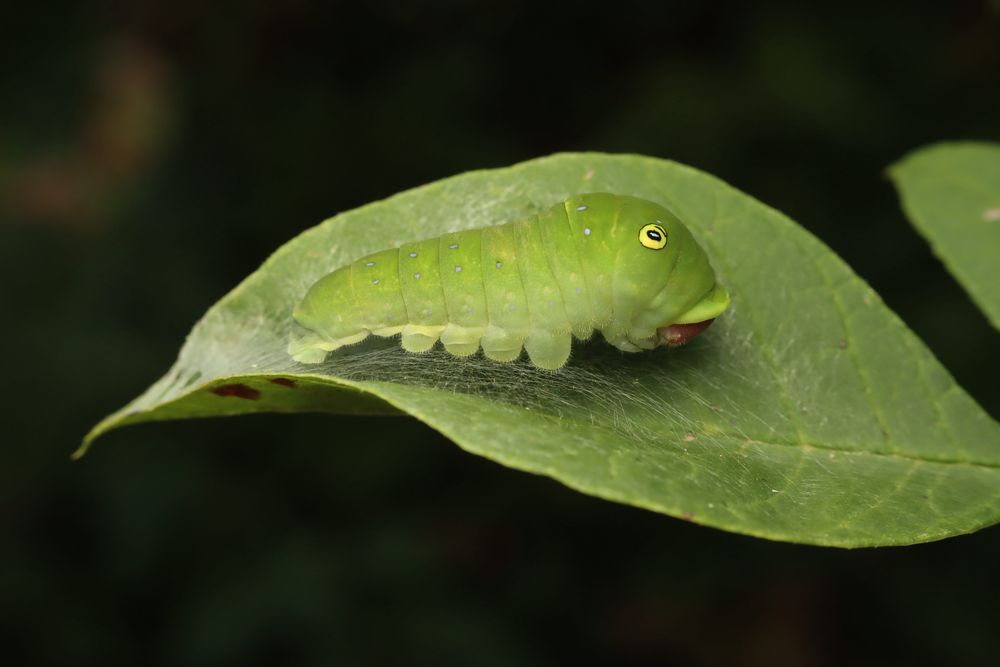 A chunky green caterpillar rests on a silken web spun across a folded green leaf.