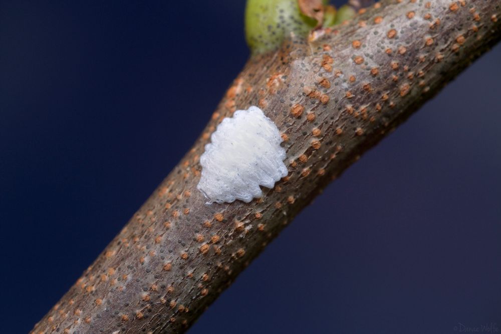 A white cottony egg sac on a tree branch.