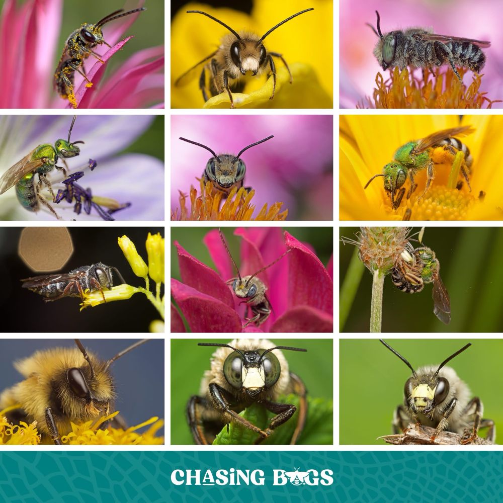 Photo mosaic highlighting 12 colorful closeup photographs of a diversity of bees. 