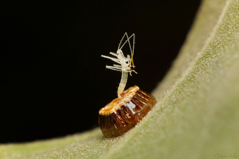 A spindly legged white assassin bug nymph emerges from a brown egg case on a green leaf.