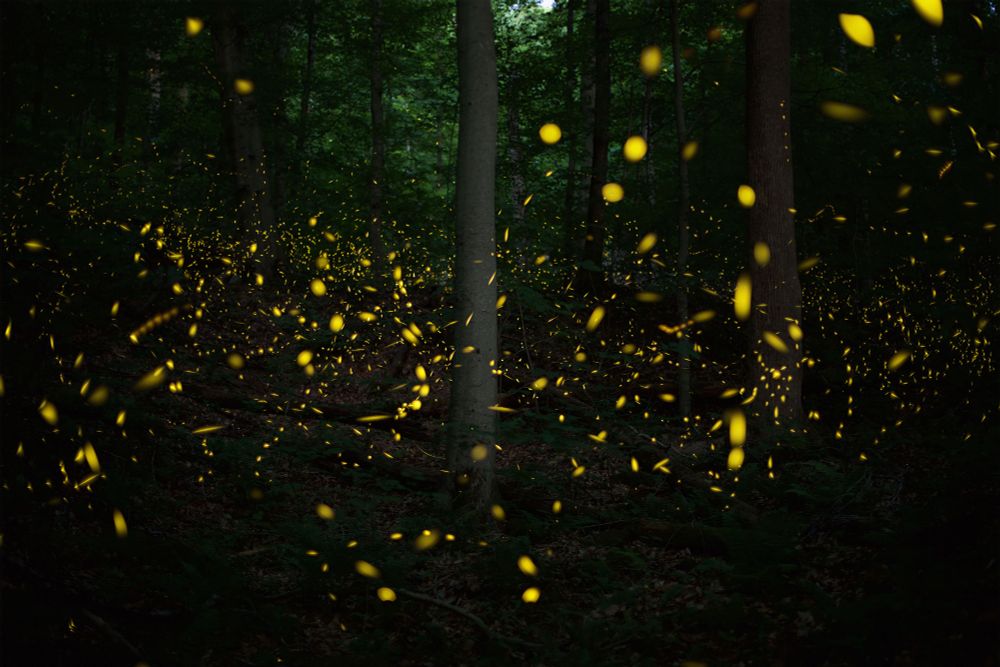 Thousands of small glowing fireflies light up a dark forest.