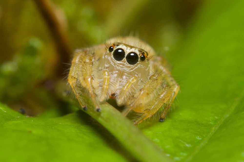 A small white jumping spider with beady black eyes sits on a green leaf.