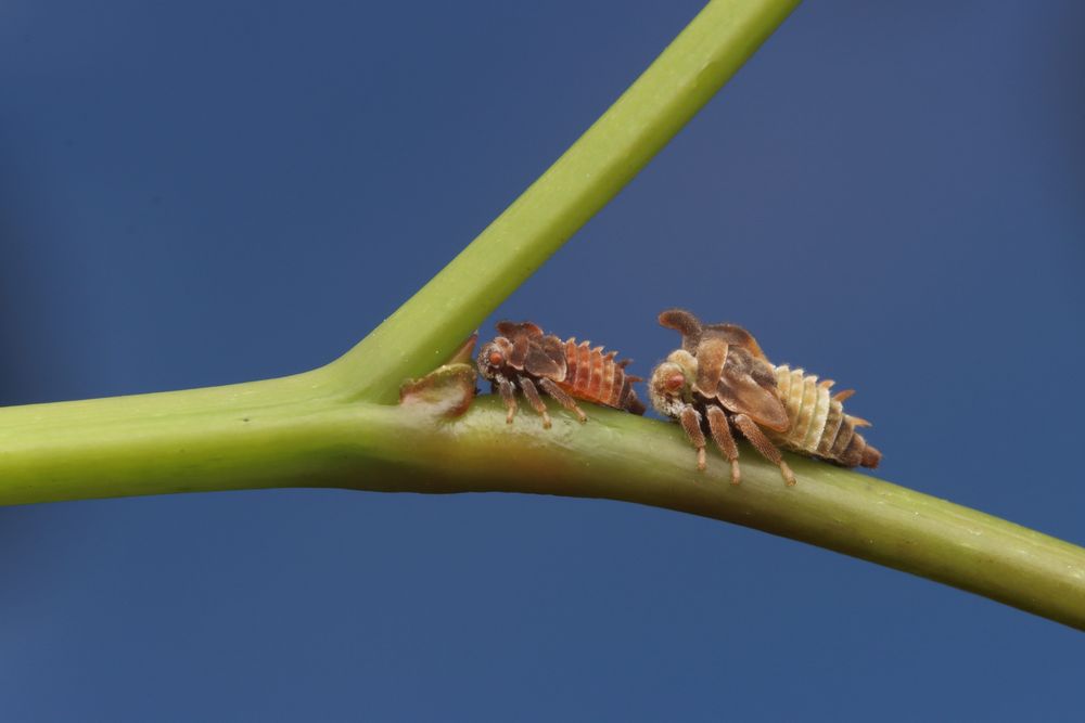 Two small brown treehopper nymphs with spikes along their backs rest on a green plant stem against a blue background.
