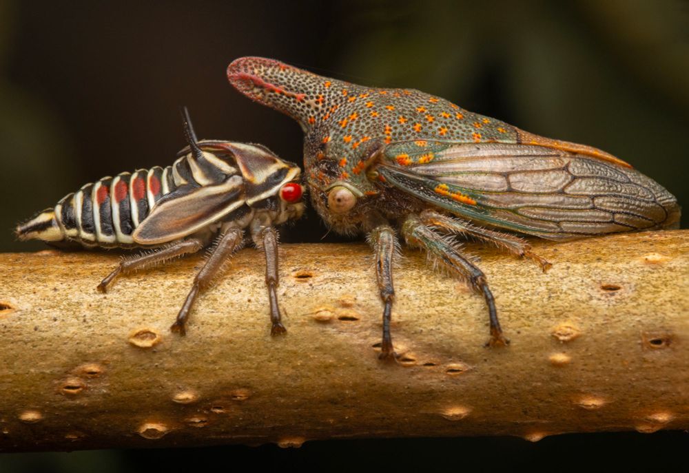 A mother oak treehopper rests face-to-face with her nymph on a tree branch.