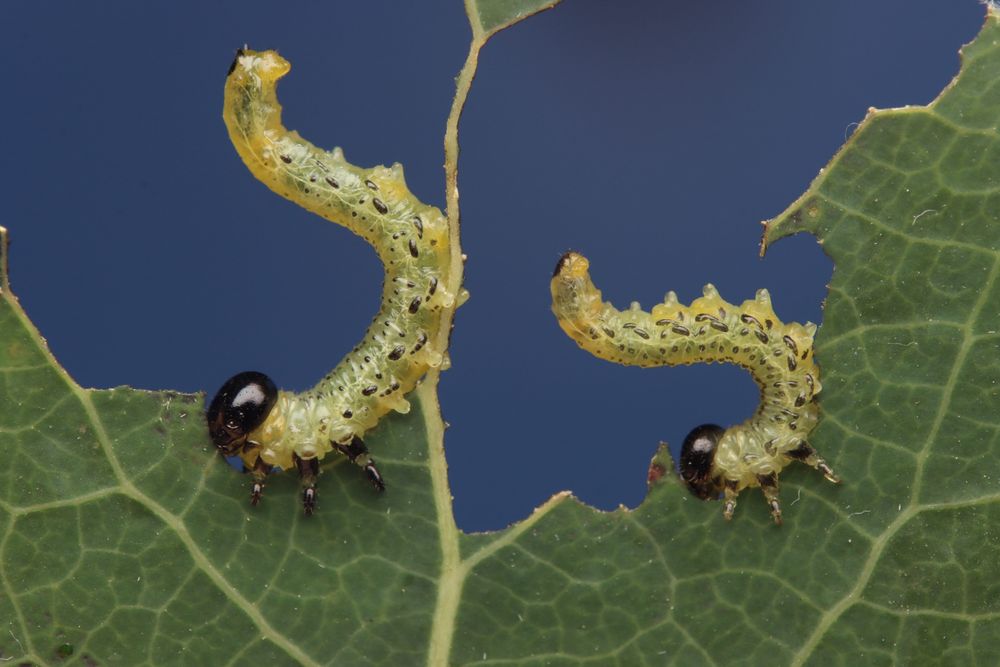 Two green sawfly larvae with black heads raise their backsides in the air while nibbling a green leaf against a blue backdrop. 