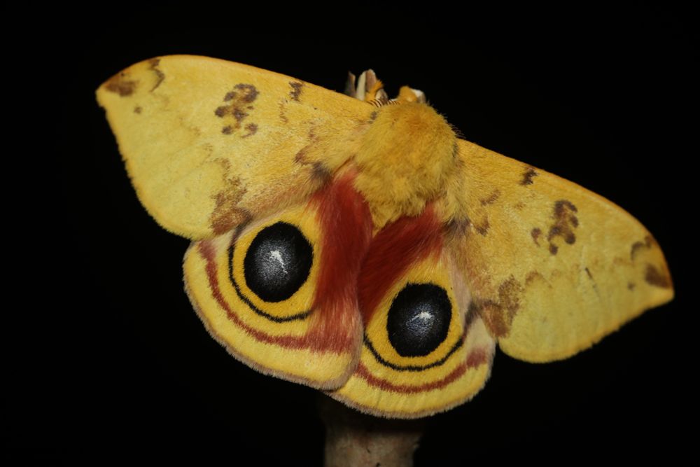 Dorsal view of a male io moth with wings spread and eye spots visible.