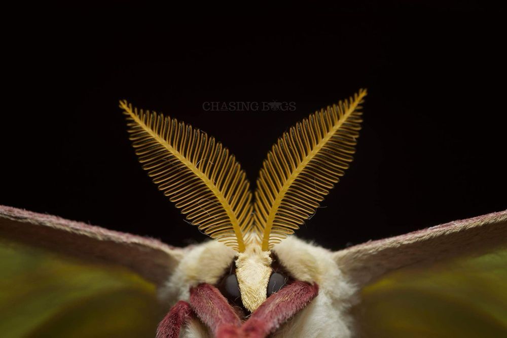 Close-up portrait of a male luna moth with large feathery antennae against a black background.