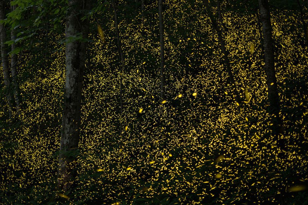 Thousands of small glowing fireflies light up a dark forest.