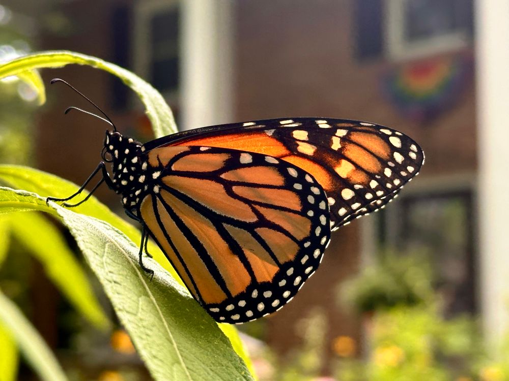 A closeup of a monarch butterfly resting on a green leaf in front of brick house.