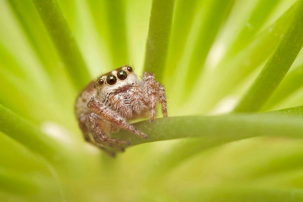 A small jumping spider sits amongst many bright green plant stems.