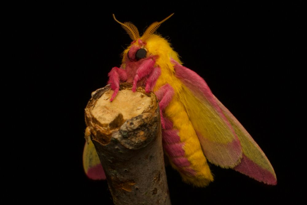 Side portrait showing the fuzzy yellow and pink body of rosy maple moth on a stick against a black background.