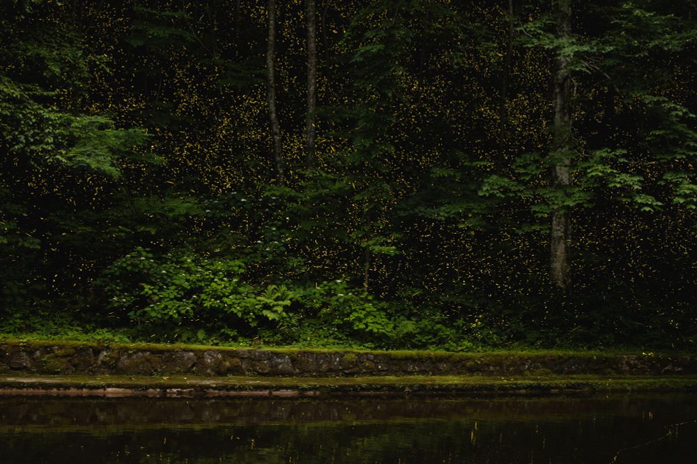 Thousands of small glowing fireflies light up a dark forest above a reflective pool.