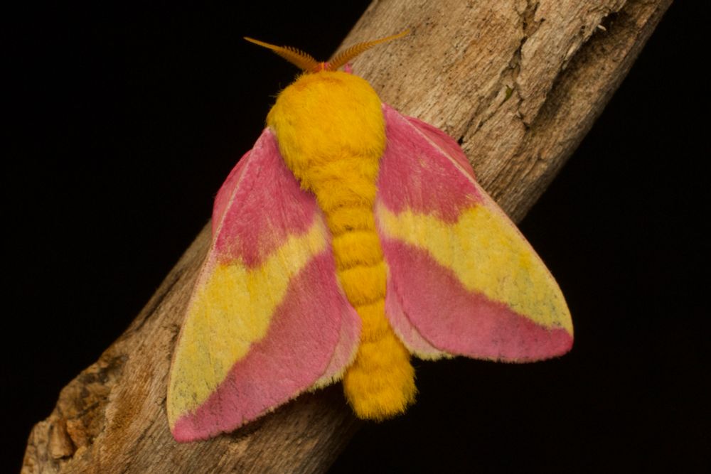 Closeup dorsal view of a fuzzy yellow and pink rosy maple moth on a stick against a black background.