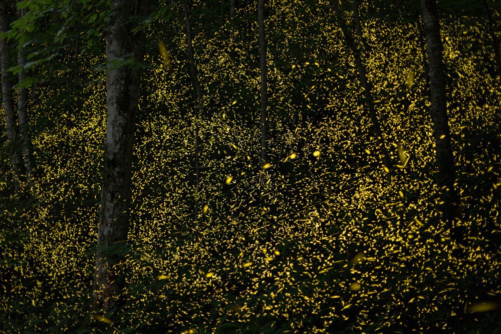 Thousands of firefly flashes illuminate a darkened forest.