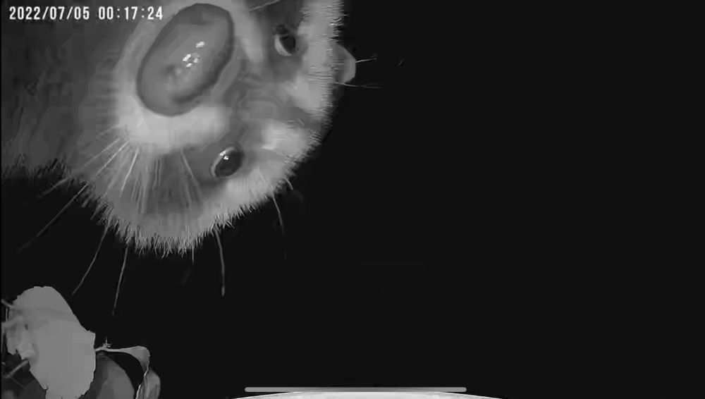 Black and white image of a goofy raccoon captured on a bird feeder camera at night. 