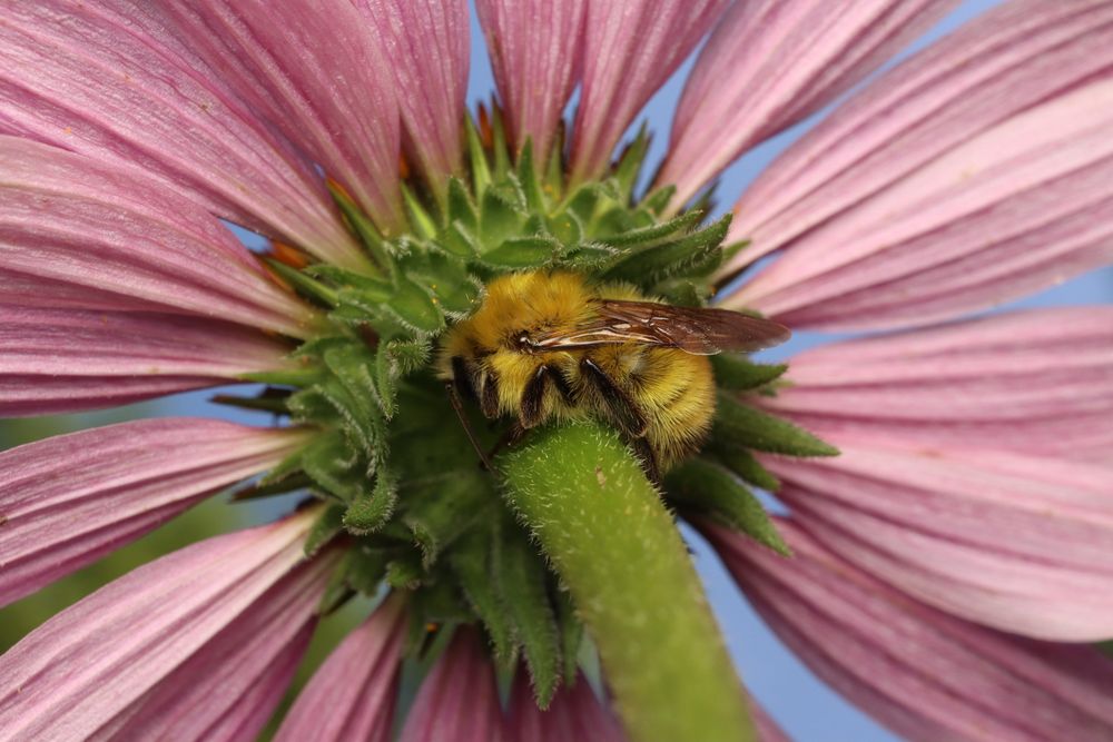 A closeup of a fuzzy yellow bumble bee tucked under the pink petals of a purple coneflower.