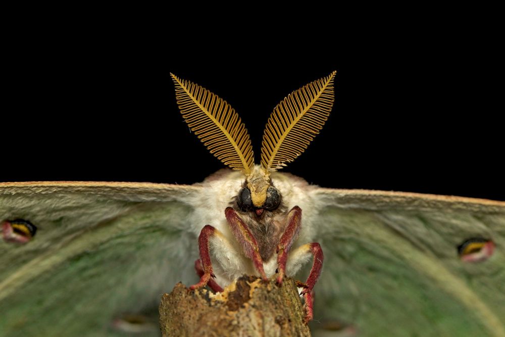 Close up portrait of male Luna moth with large, yellow feathery antennae. 