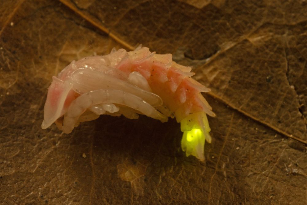 A firefly pupa with glowing lantern rests on a brown leaf.