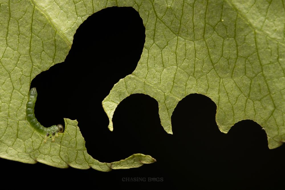 Small green sawfly larvae chews large squiggly hole in green leaf.