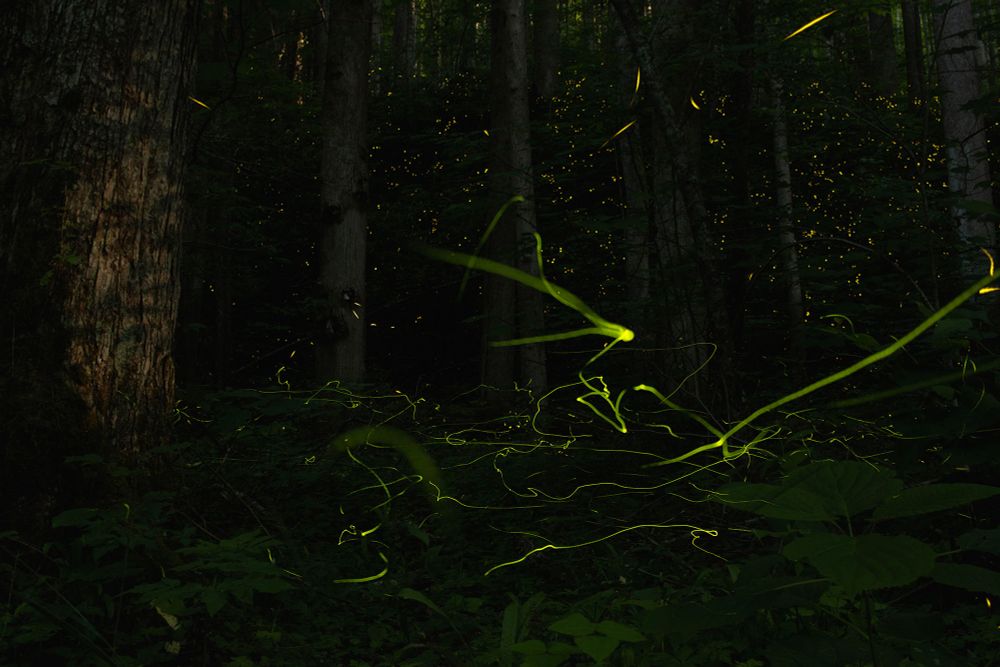 The light trails of glowing fireflies light up a dark forest.