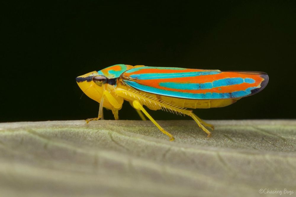 A blue, red, and yellow leafhopper stands on a pale green leaf.