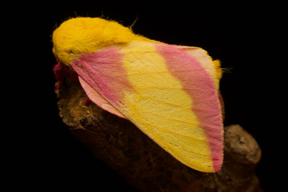 Side view of a fuzzy yellow and pink rosy maple moth against a black background.