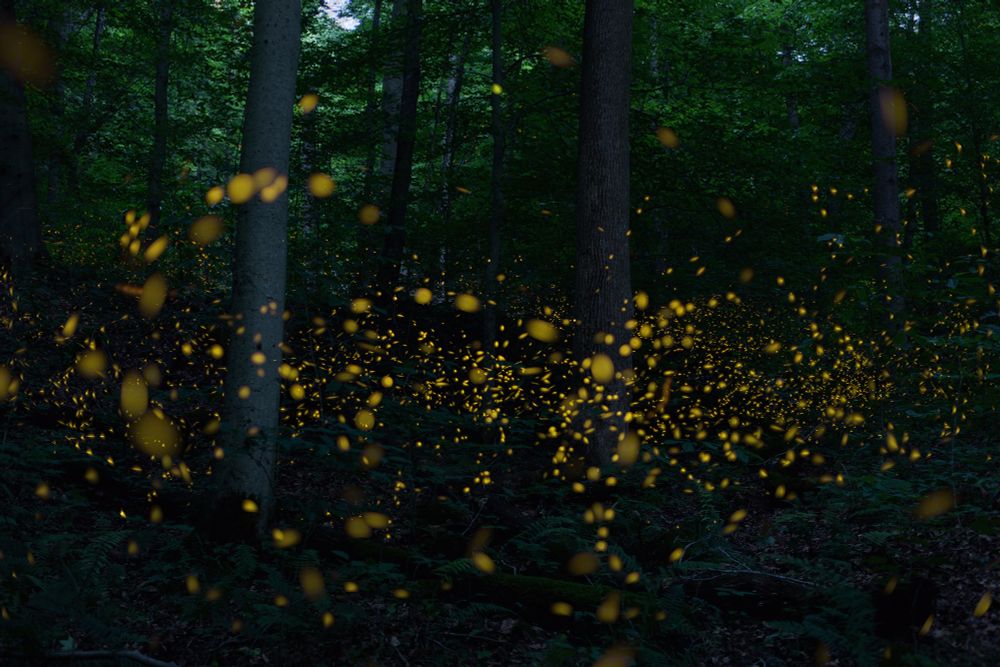 Hundreds of small glowing fireflies illuminate a dark forest.