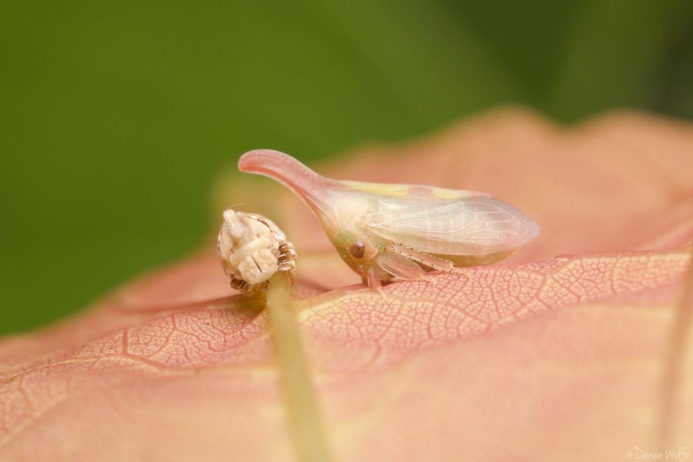 A newly eclosed two-marked treehopper rests beside its shed exuvia on a pink leaf. The treehopper is white and light pink with two pale yellow marks along its backside.