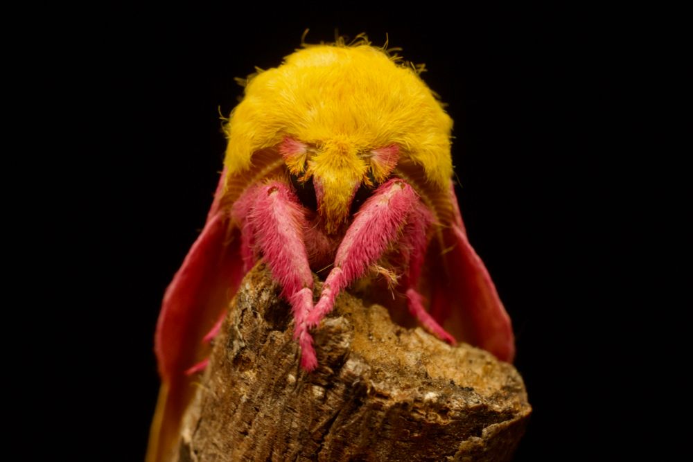 Closeup portrait of a fuzzy yellow and pink rosy maple moth against a black background.