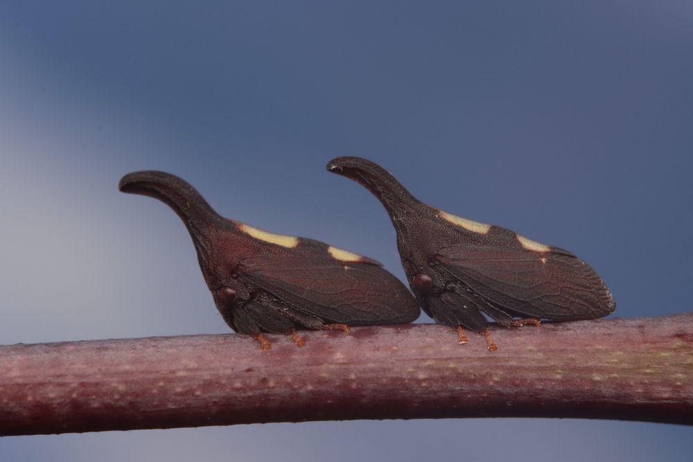 Two adult two-marked treehoppers with large horned pronota rest on a purple plant stem against a blue background. The treehoppers are black with two pale yellow marks along their backsides.