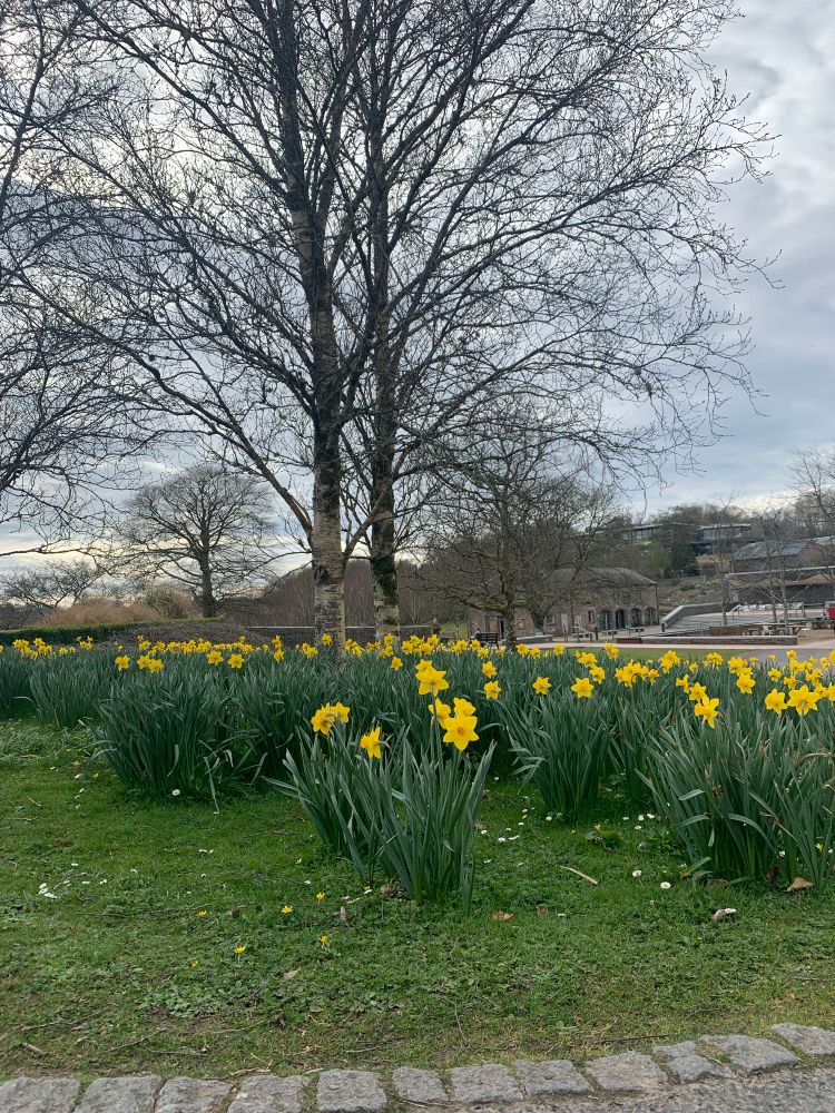 Daffodils in bloom with a tree in the background 